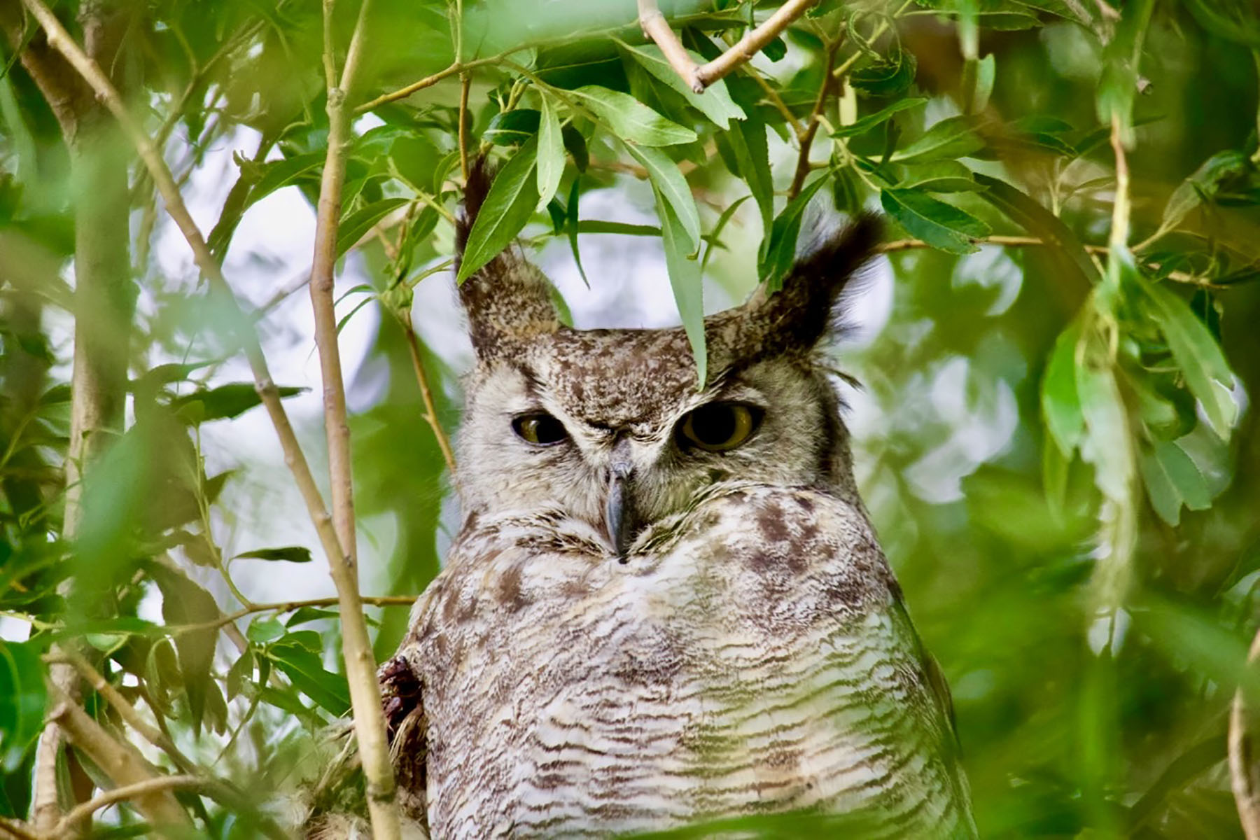 Lava Lake Ranch property picture 43 of 135