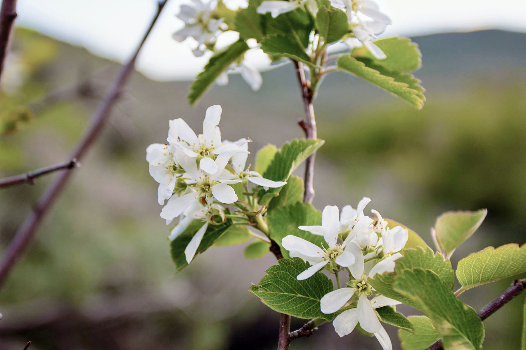 Lava Lake Ranch property picture 55 of 135