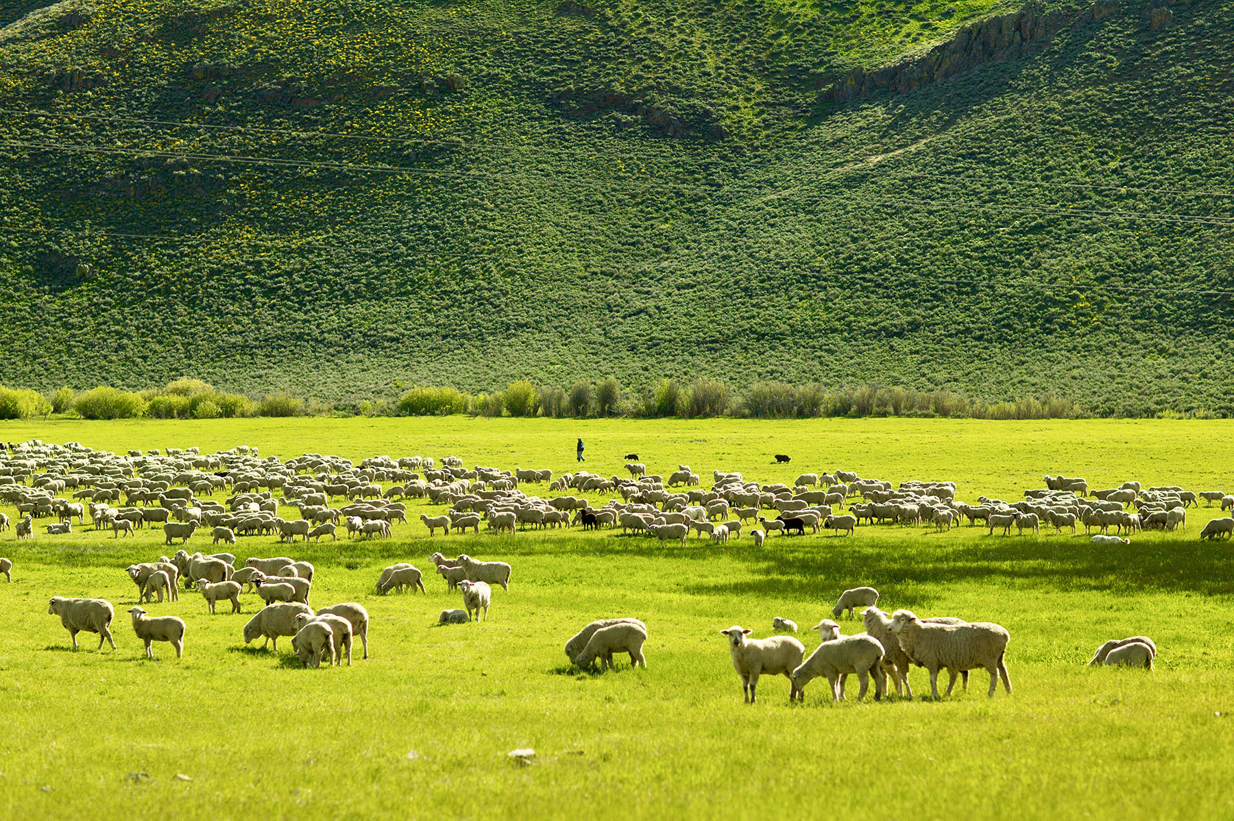 Lava Lake Ranch property picture 61 of 135