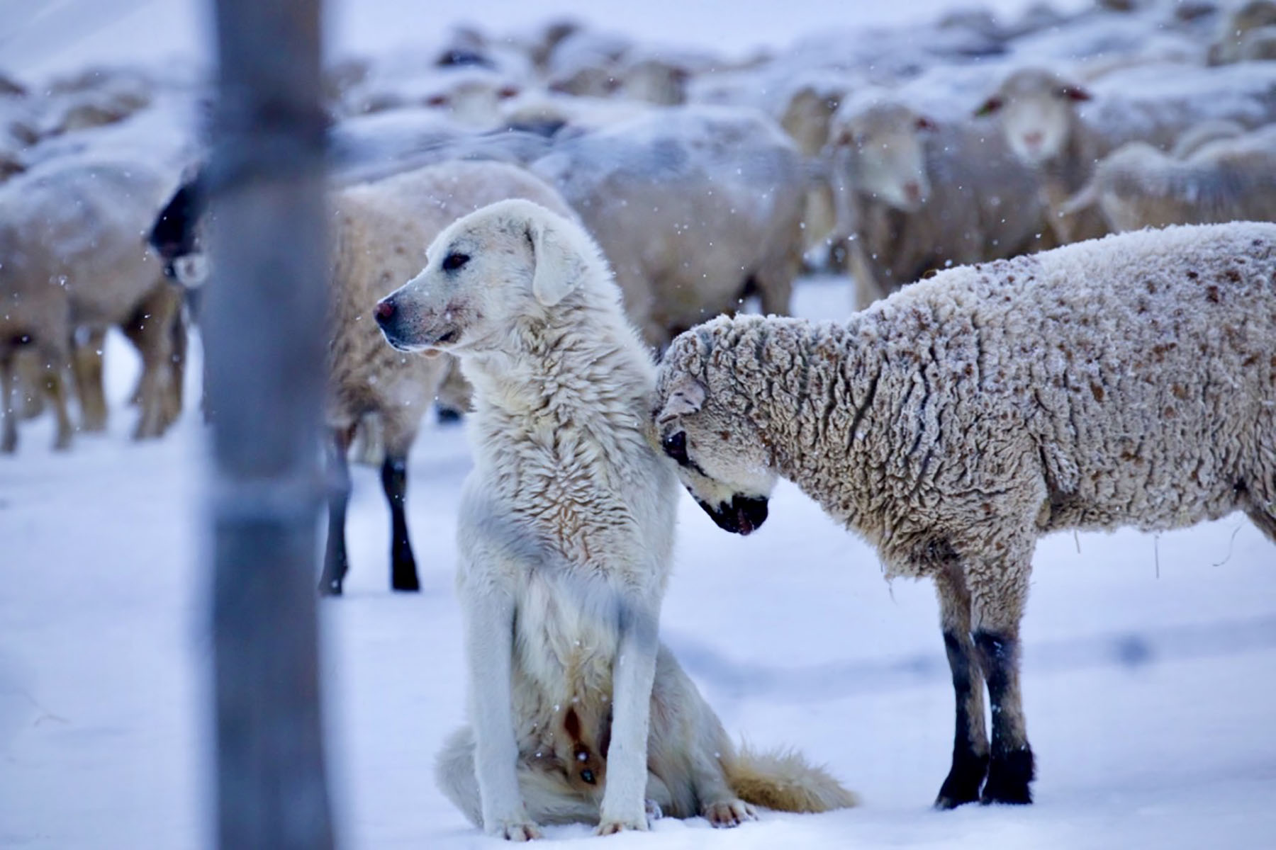 Lava Lake Ranch property picture 72 of 135