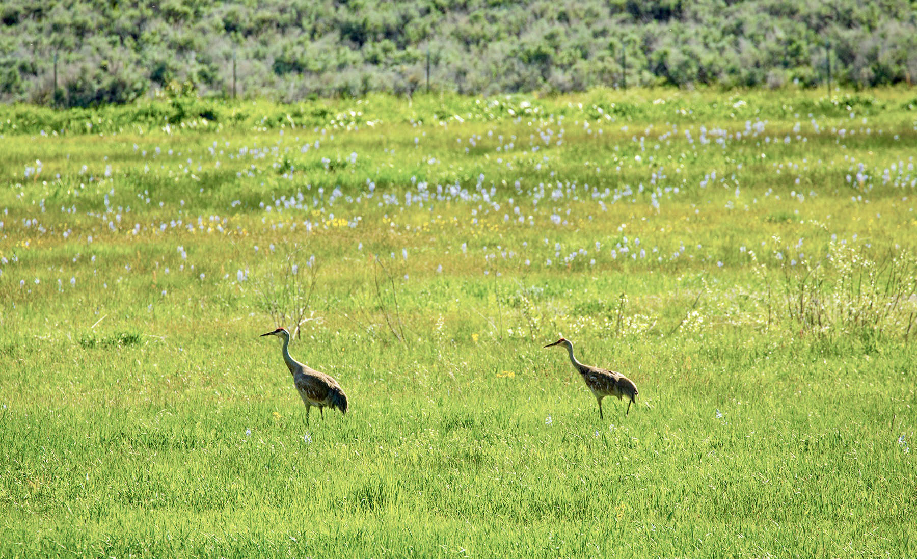 Lava Lake Ranch property picture 44 of 135
