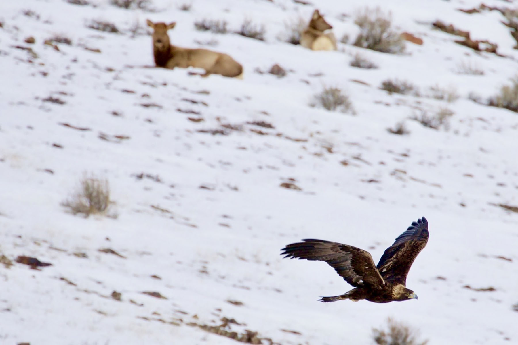Lava Lake Ranch property picture 47 of 135