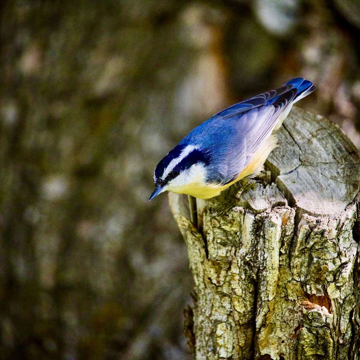 Lava Lake Ranch property picture 42 of 135