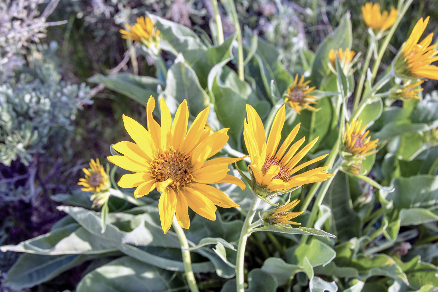 Lava Lake Ranch property picture 54 of 135