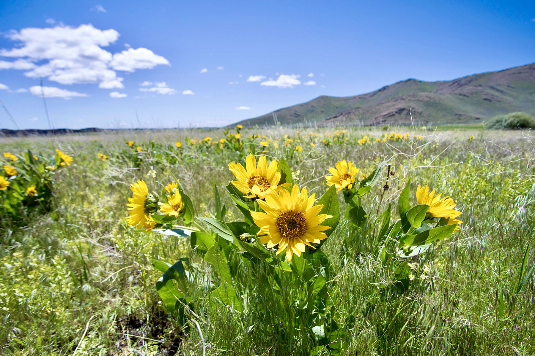 Lava Lake Ranch property picture 57 of 135