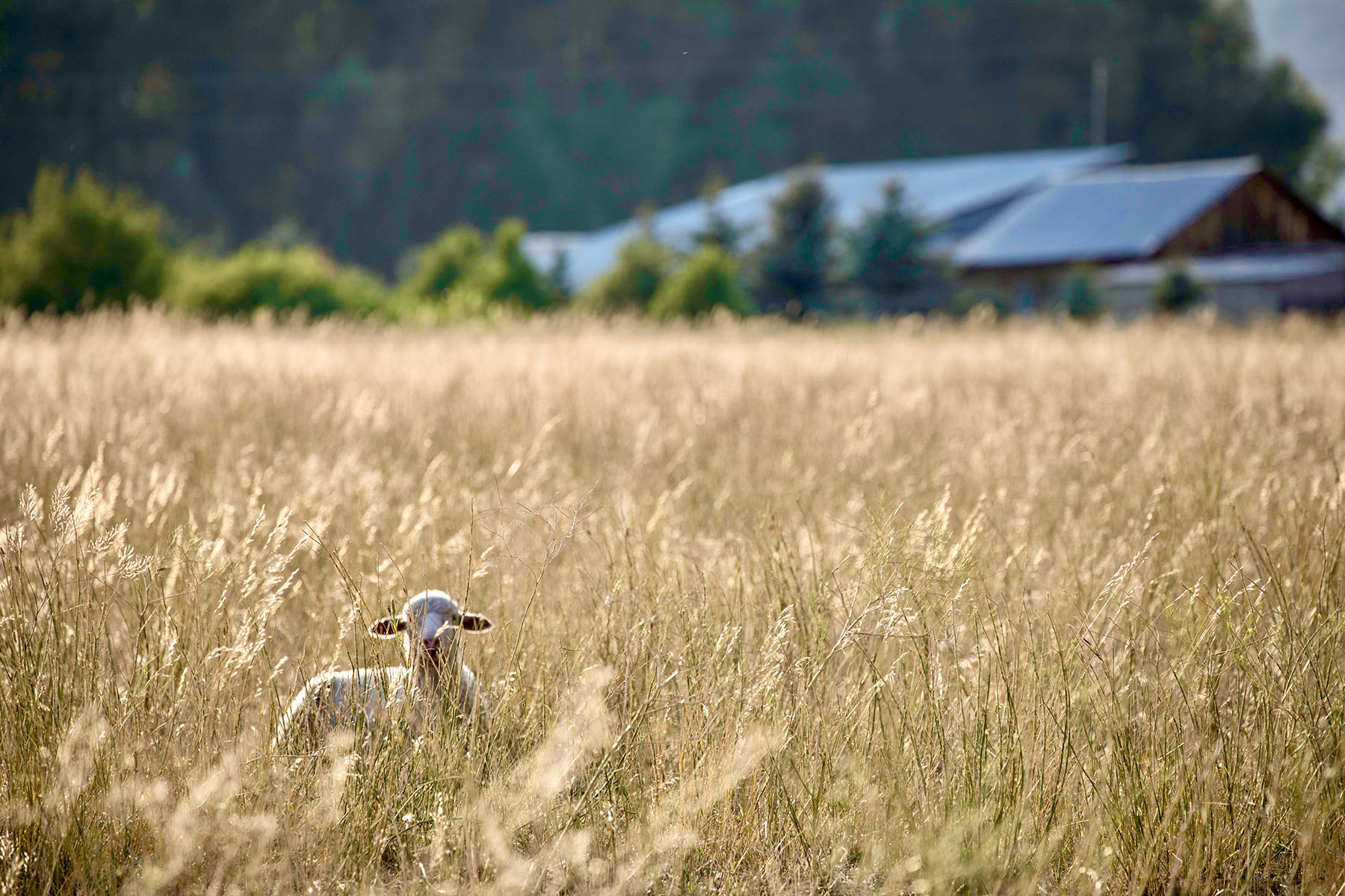 Lava Lake Ranch property picture 58 of 135