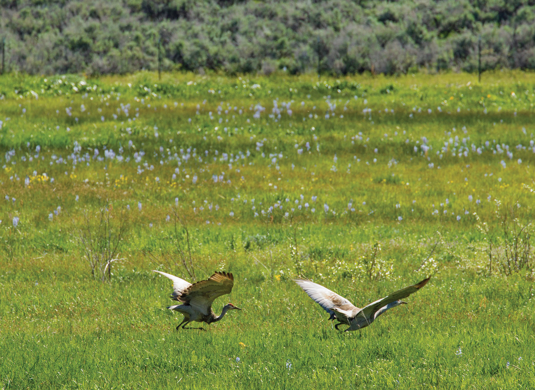 Lava Lake Ranch property picture 45 of 135