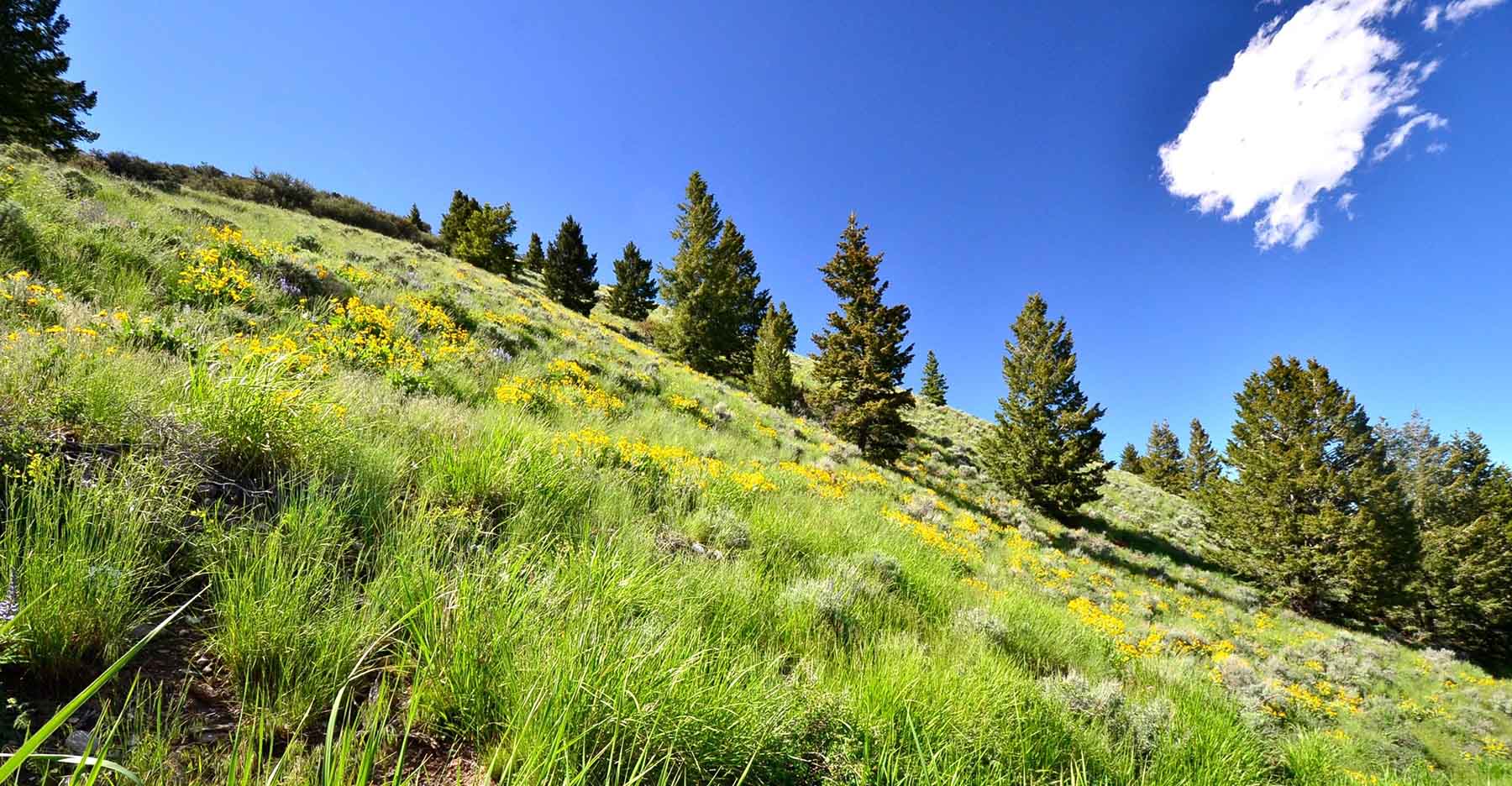 Wet Creek Ranch property picture 55 of 73