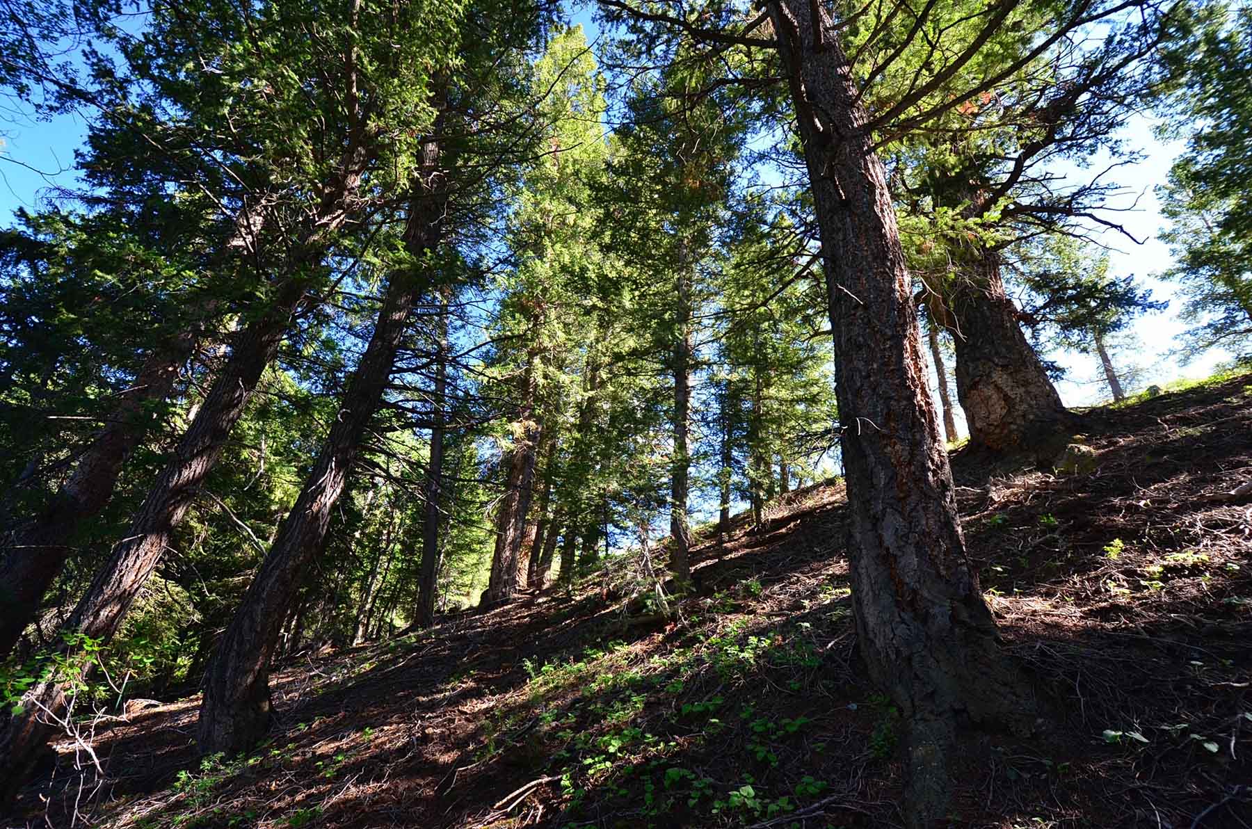 Wet Creek Ranch property picture 60 of 73