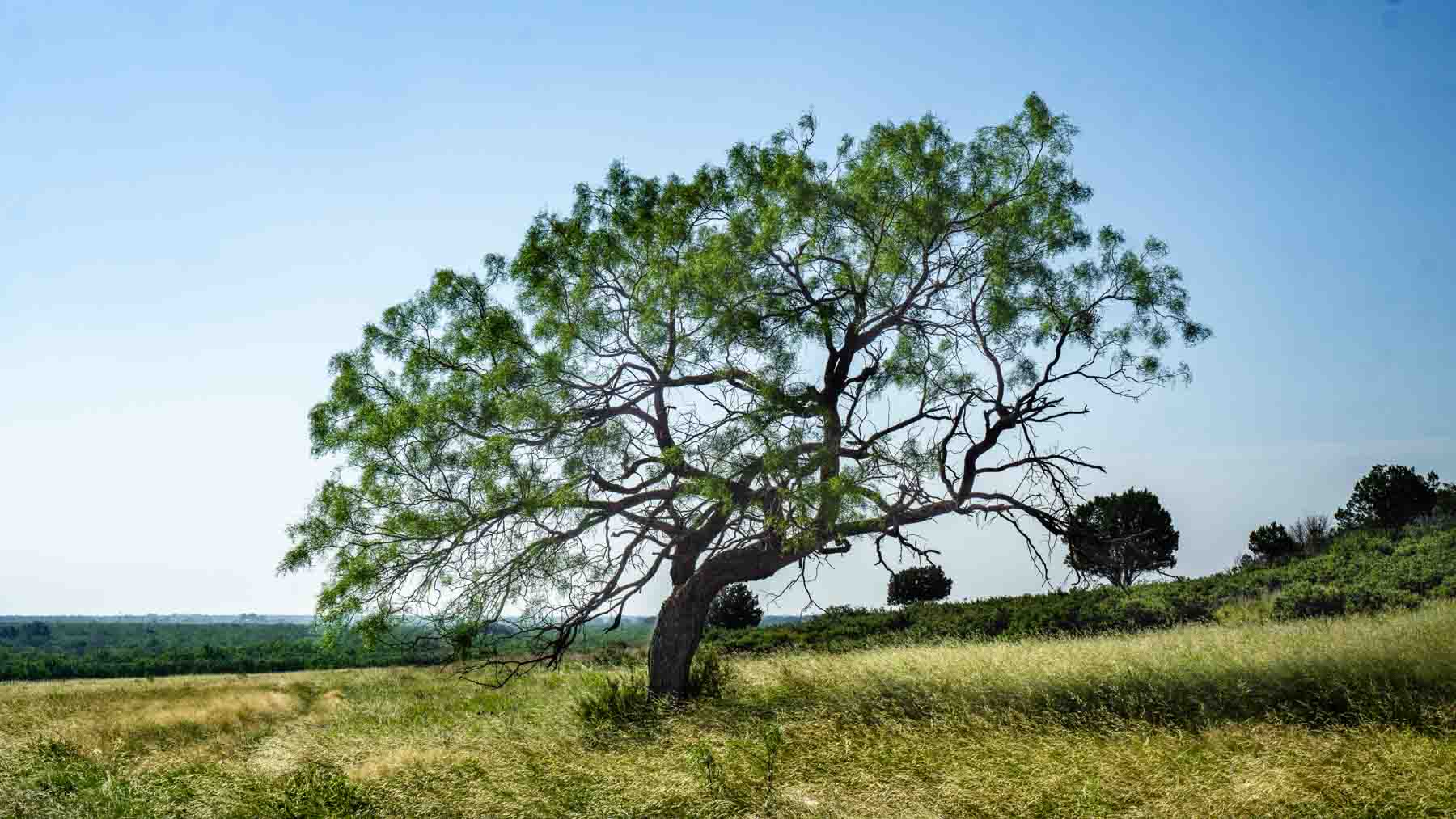X-Mile Ranch property picture 33 of 36