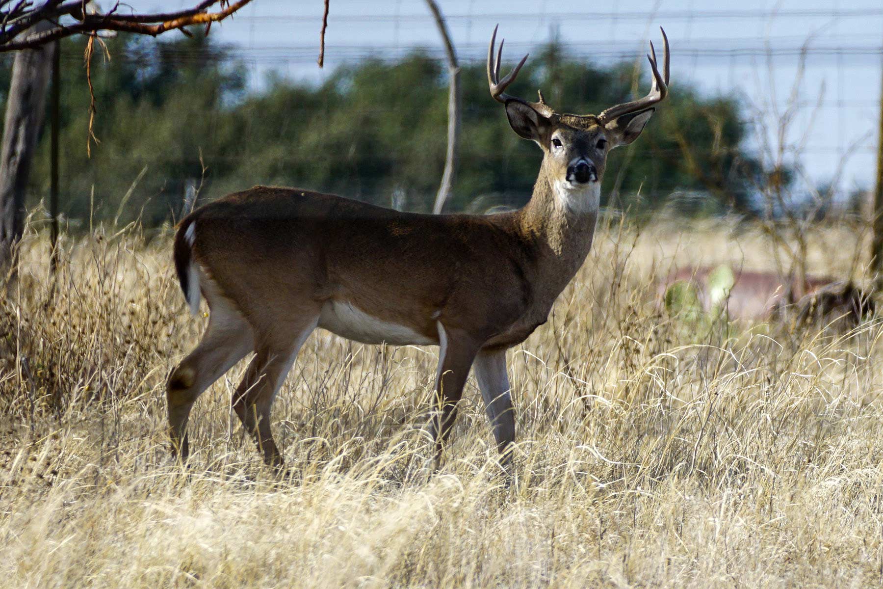 X-Mile Ranch property picture 6 of 36