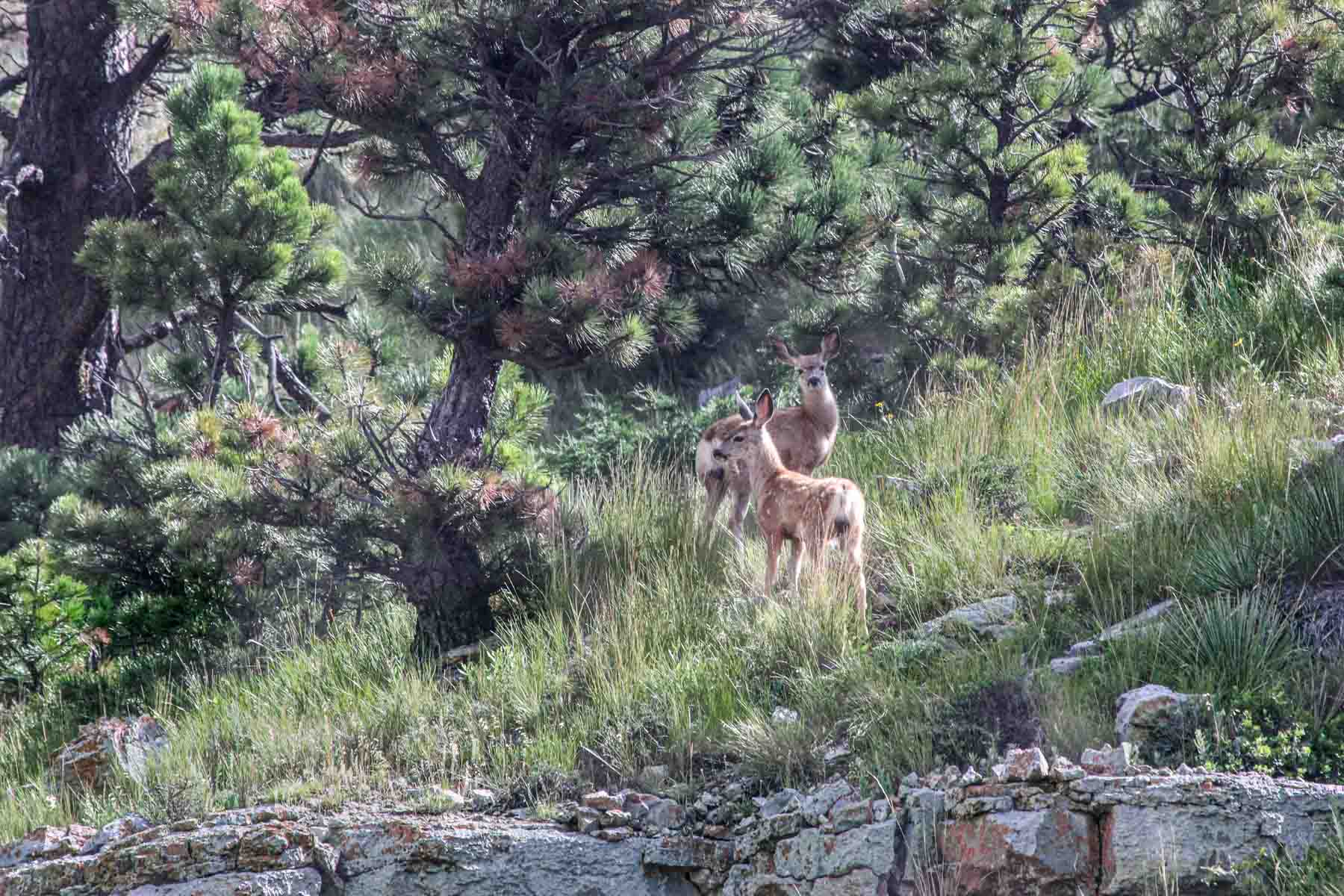 Denny Ranch property picture 5 of 24