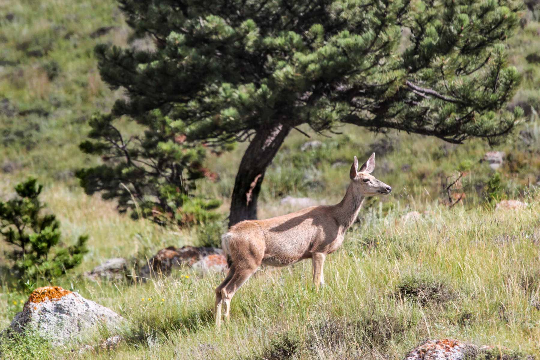 Denny Ranch property picture 6 of 24