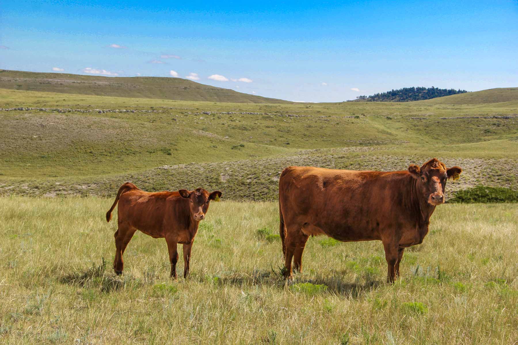 Denny Ranch property picture 3 of 24