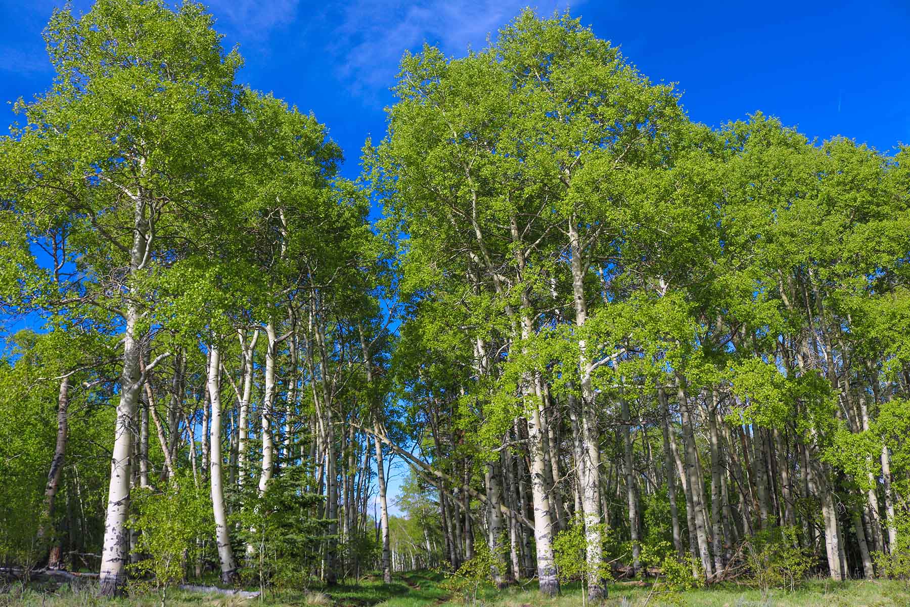 Powderhorn Ranch property picture 7 of 49