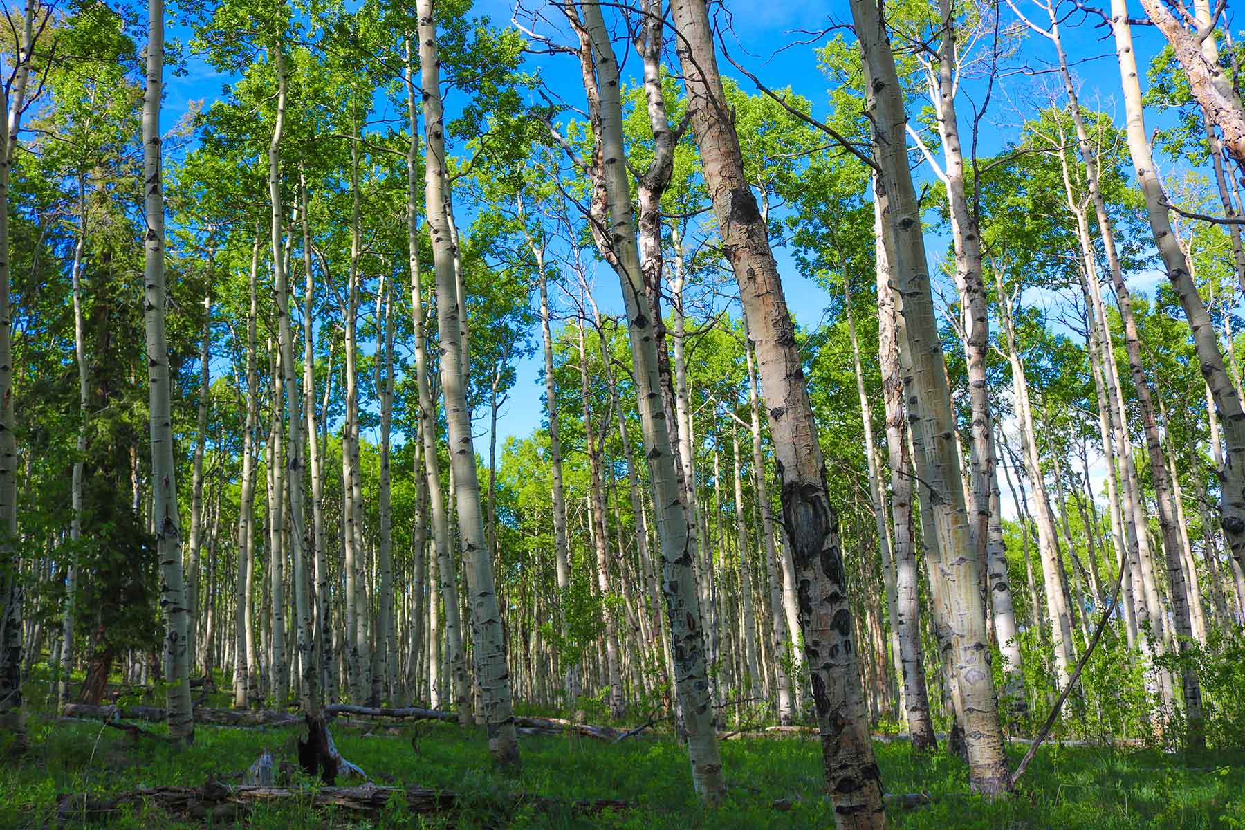 Powderhorn Ranch property picture 28 of 49