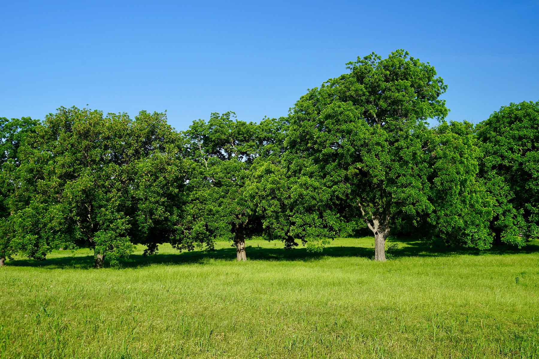 Whitmire Ranch property picture 9 of 108