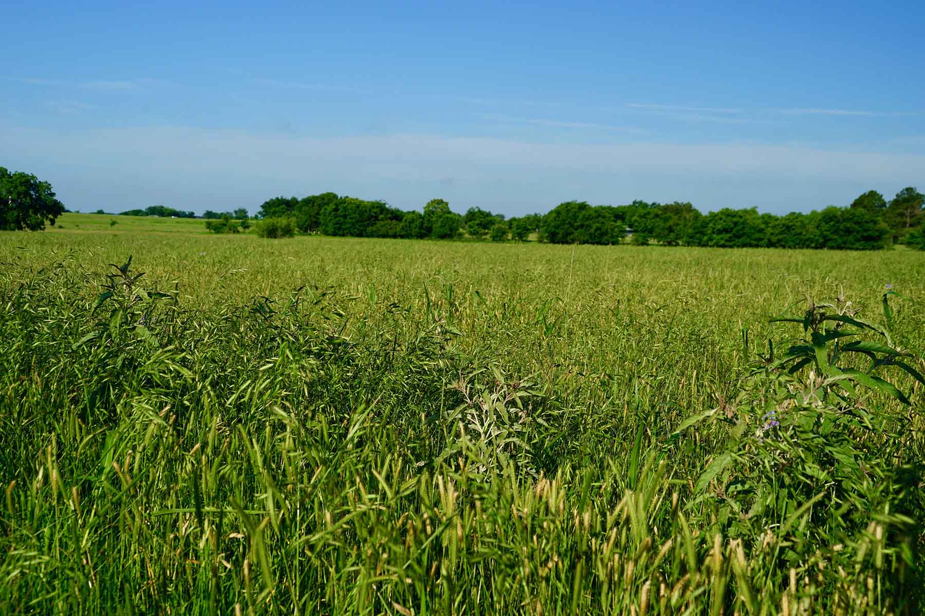 Whitmire Ranch property picture 15 of 108