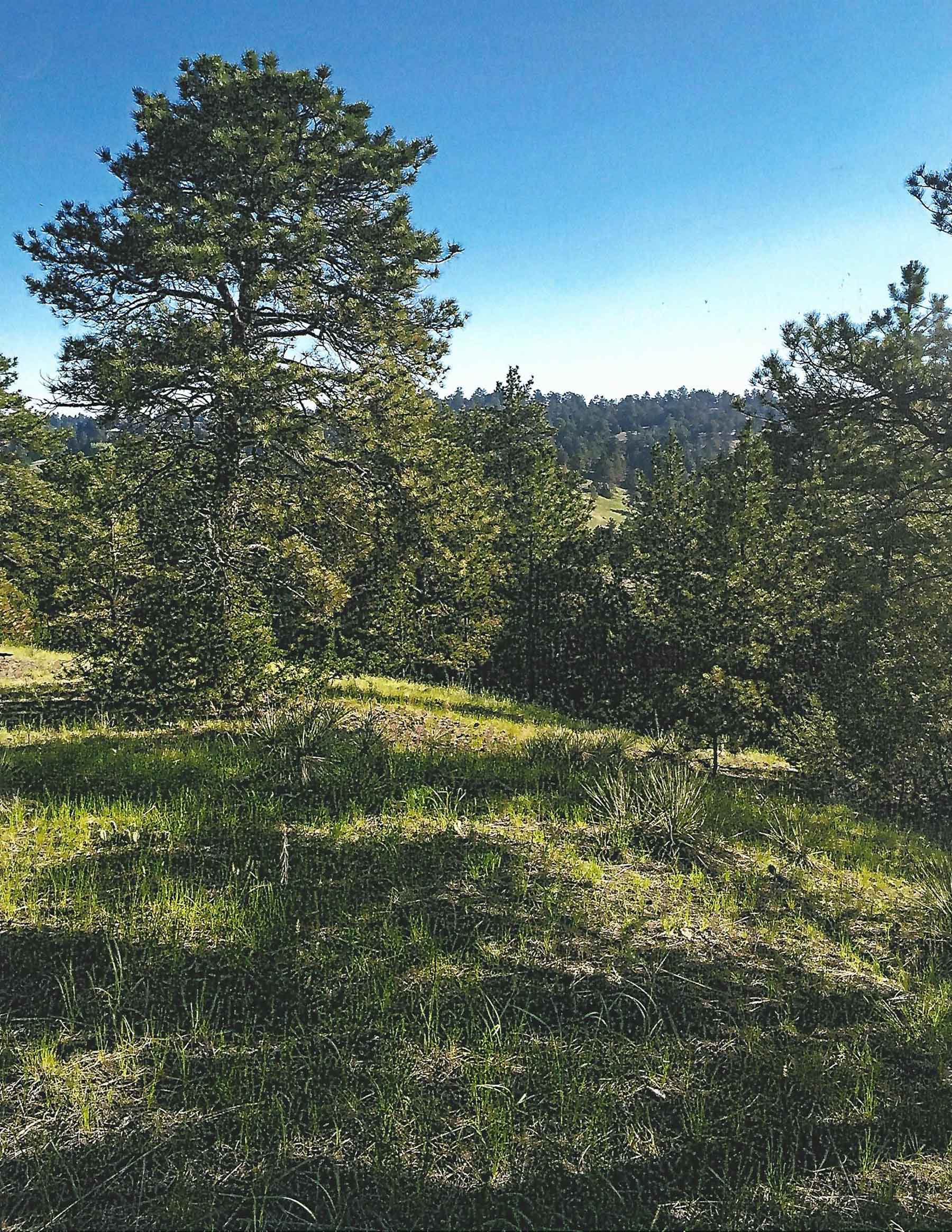 Pine Ridge Ranch property picture 24 of 46