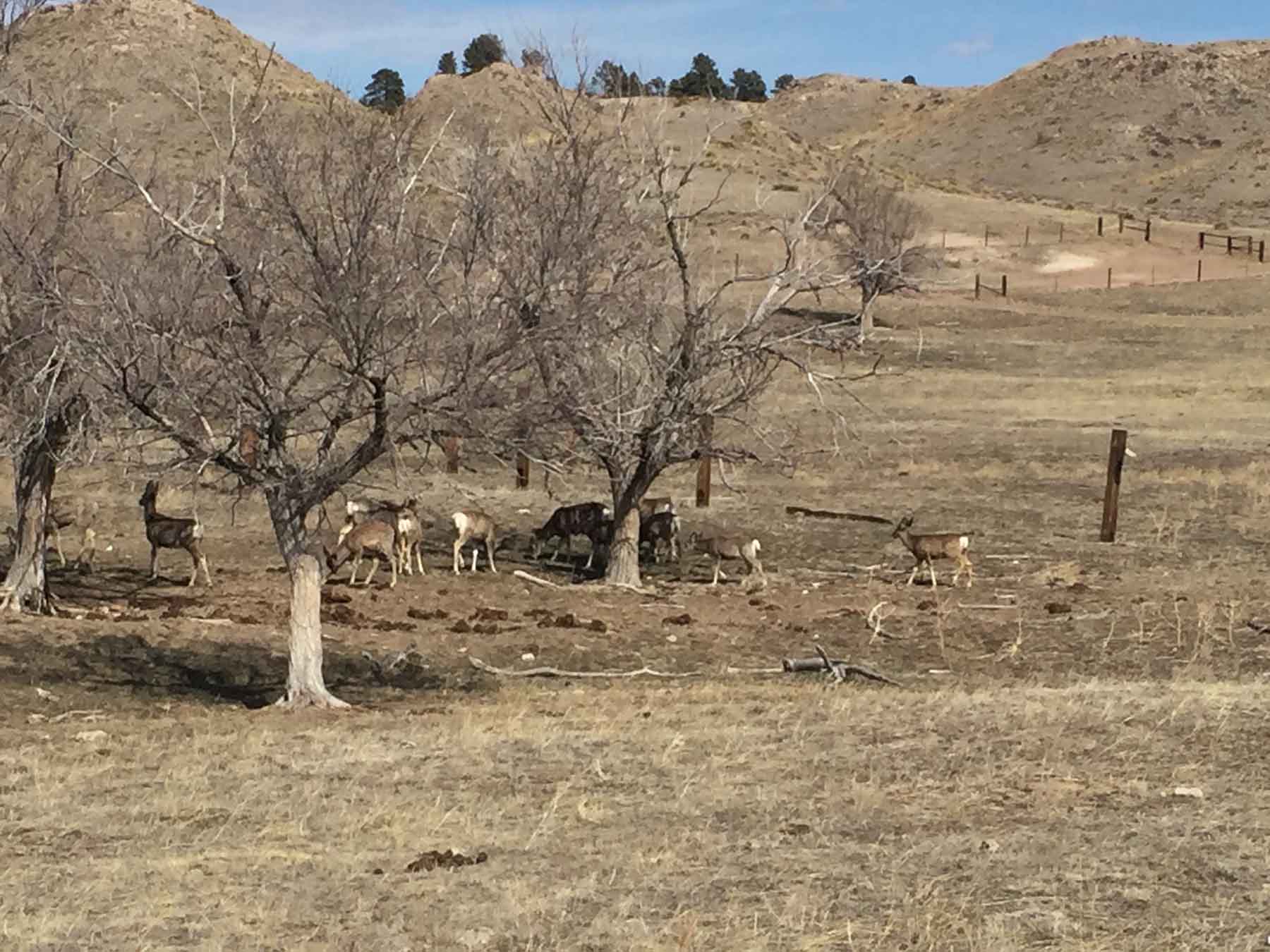 Pine Ridge Ranch Past Auction Wyoming Hall and Hall