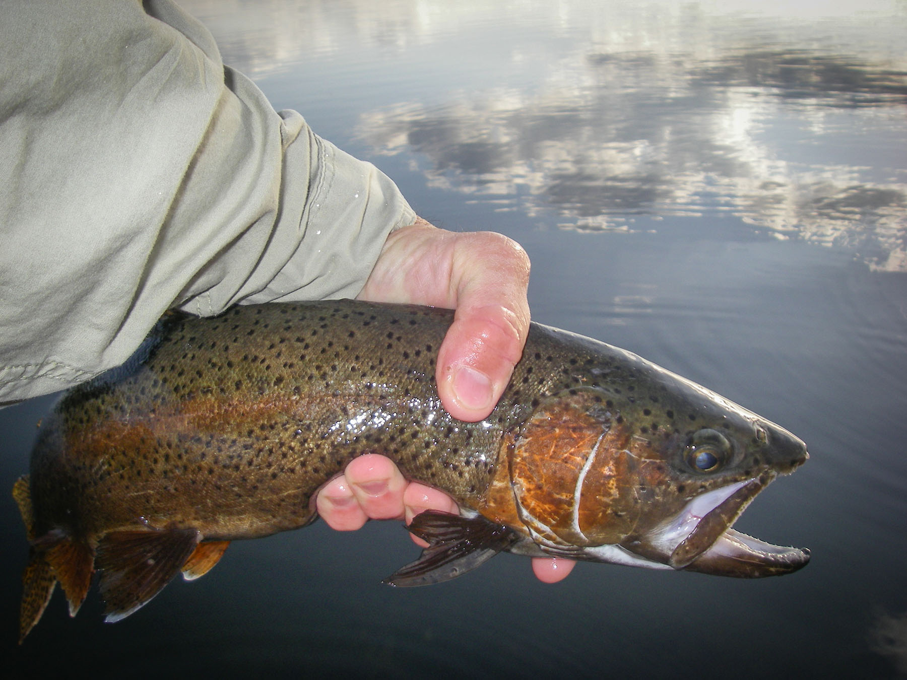 Spring Creek Ranch property picture 81 of 88