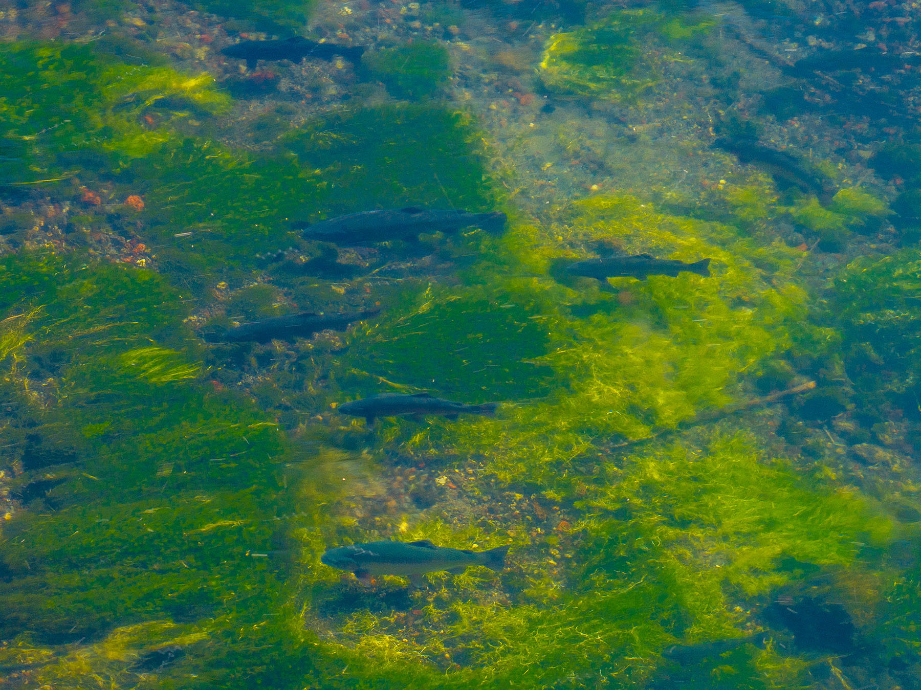 Spring Creek Ranch property picture 9 of 88