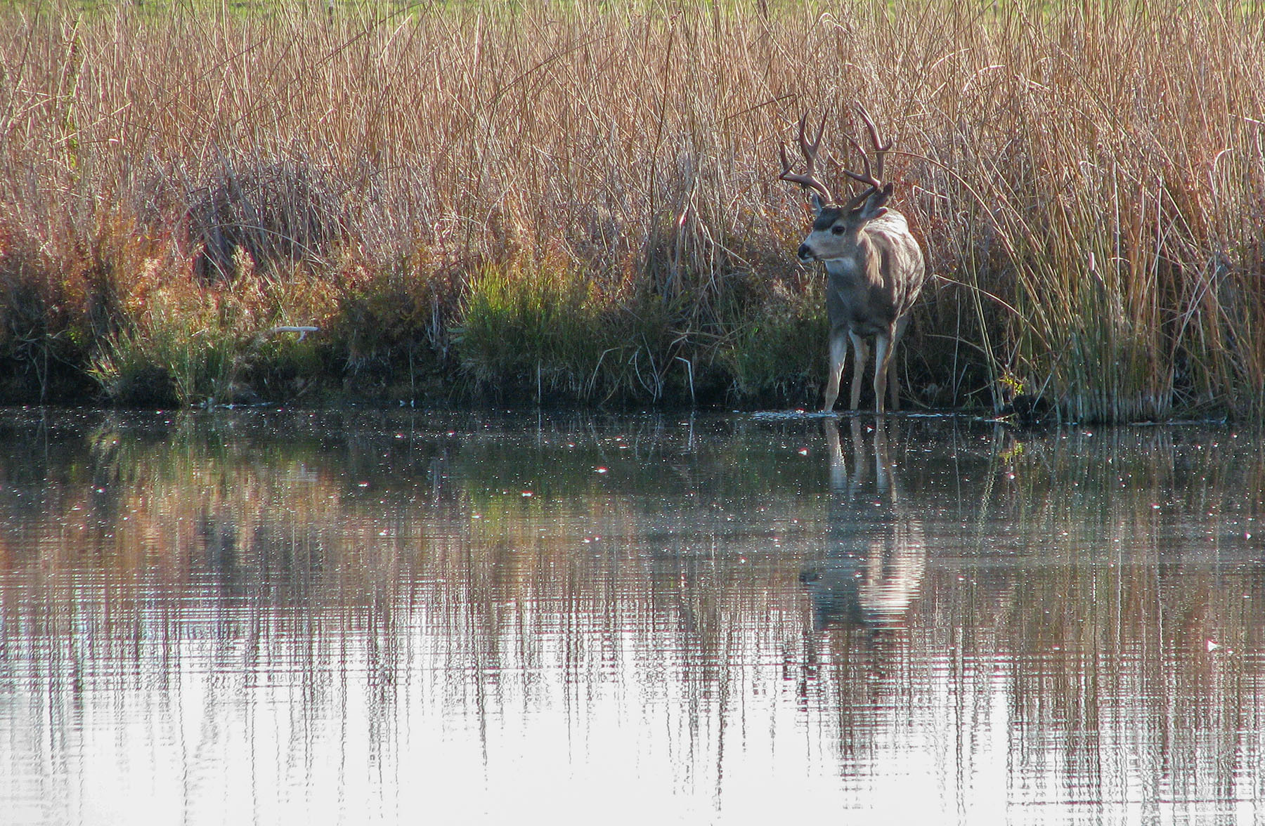 Spring Creek Ranch property picture 61 of 88
