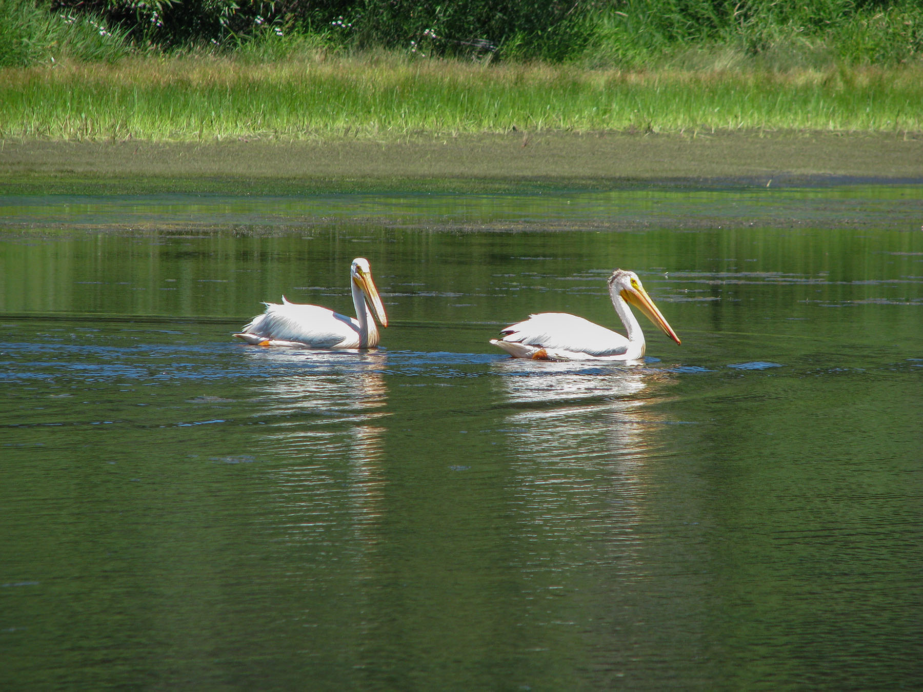 Spring Creek Ranch property picture 60 of 88