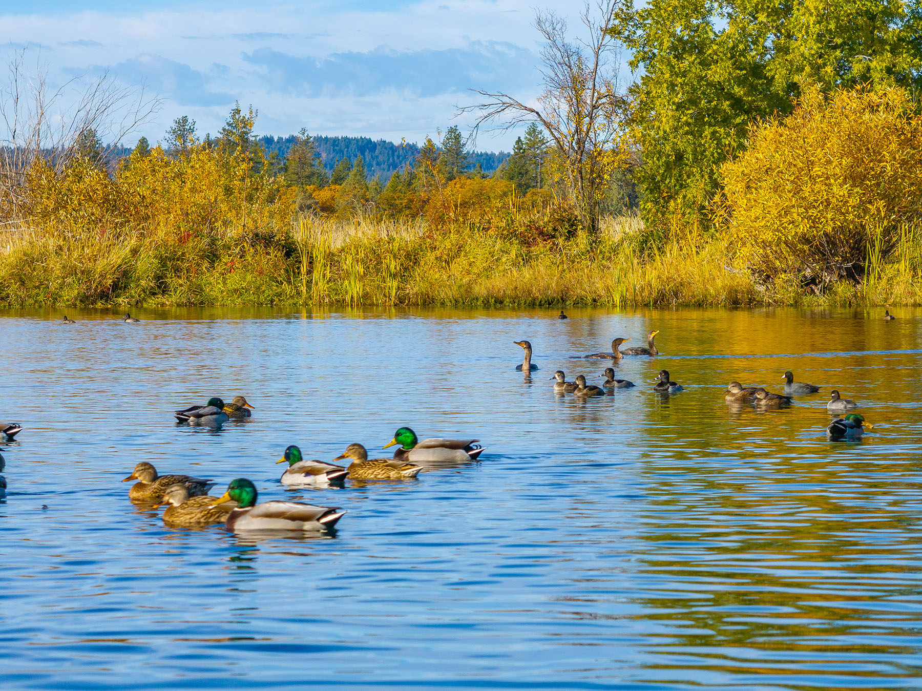 Spring Creek Ranch property picture 59 of 88