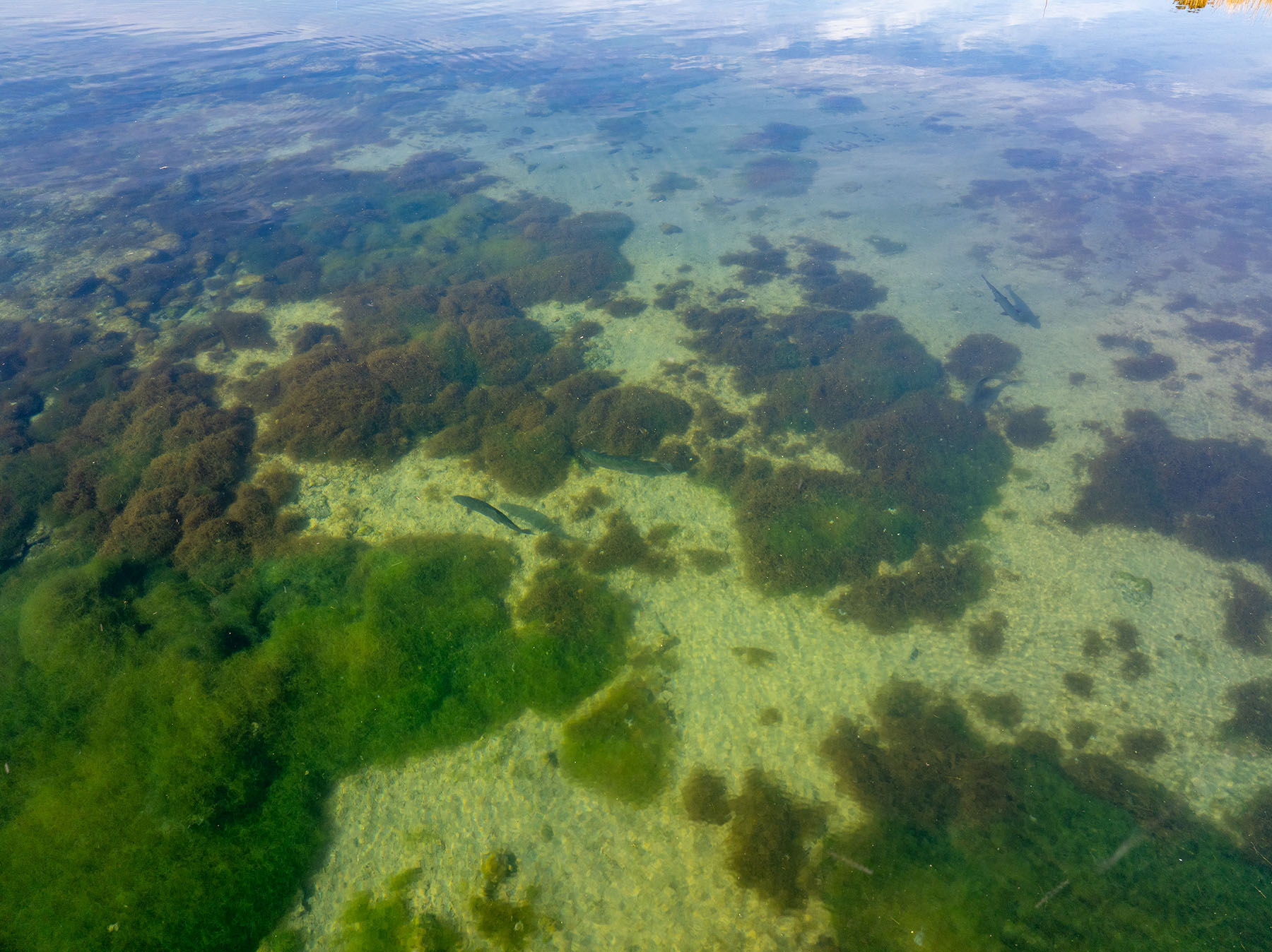 Spring Creek Ranch property picture 77 of 88