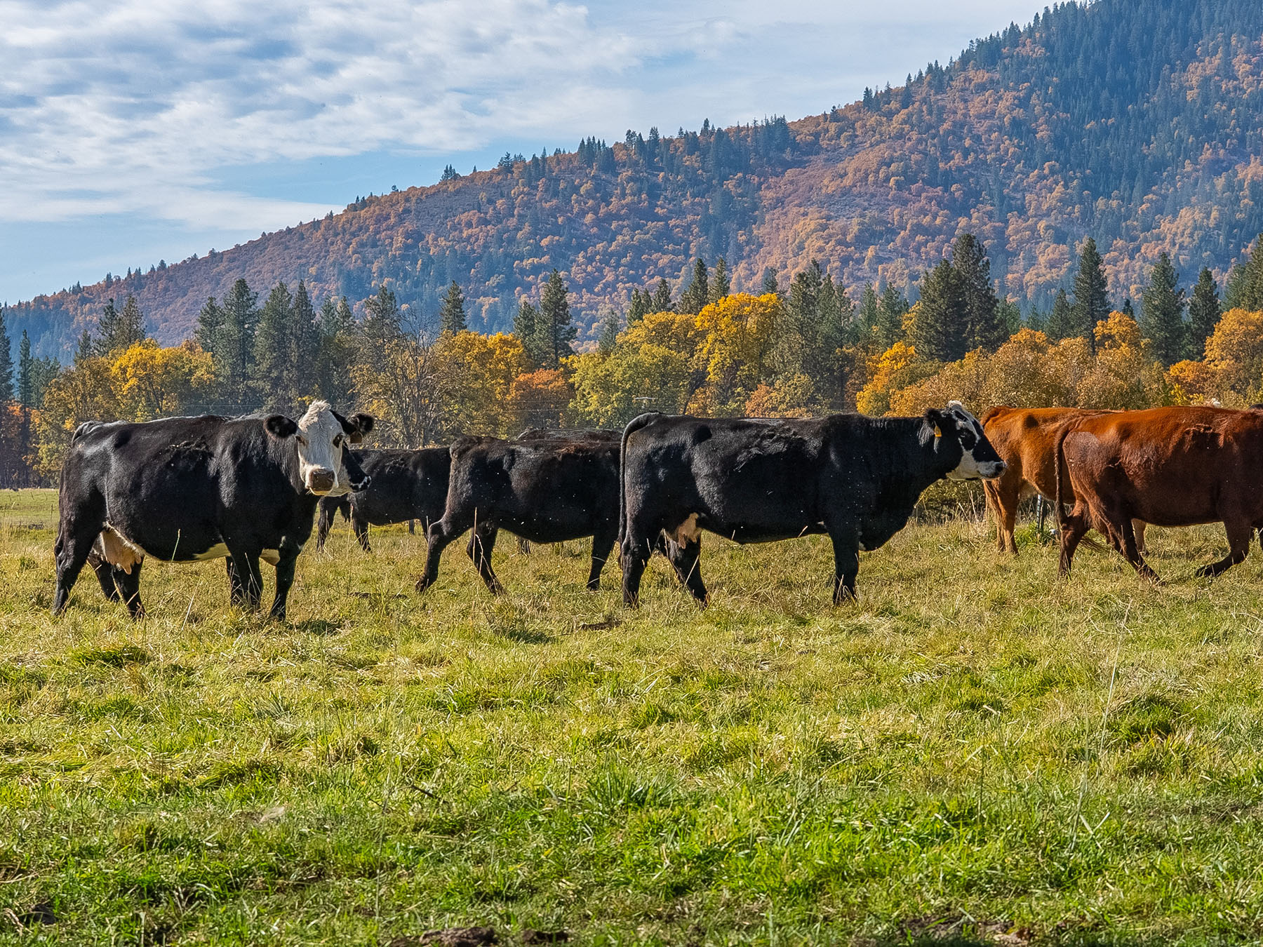 Spring Creek Ranch property picture 63 of 88