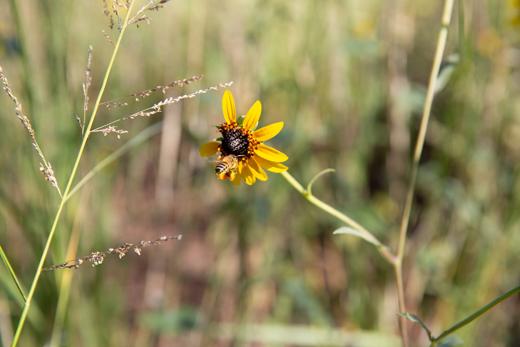 Bar Boot Ranch property picture 47 of 50