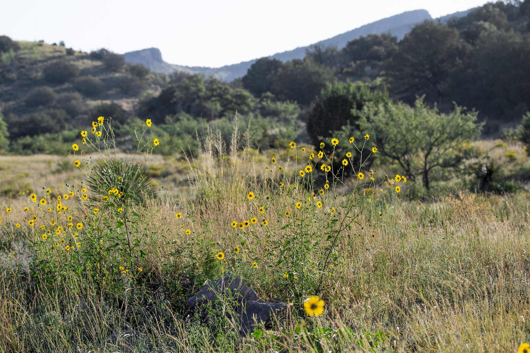 Bar Boot Ranch property picture 42 of 50