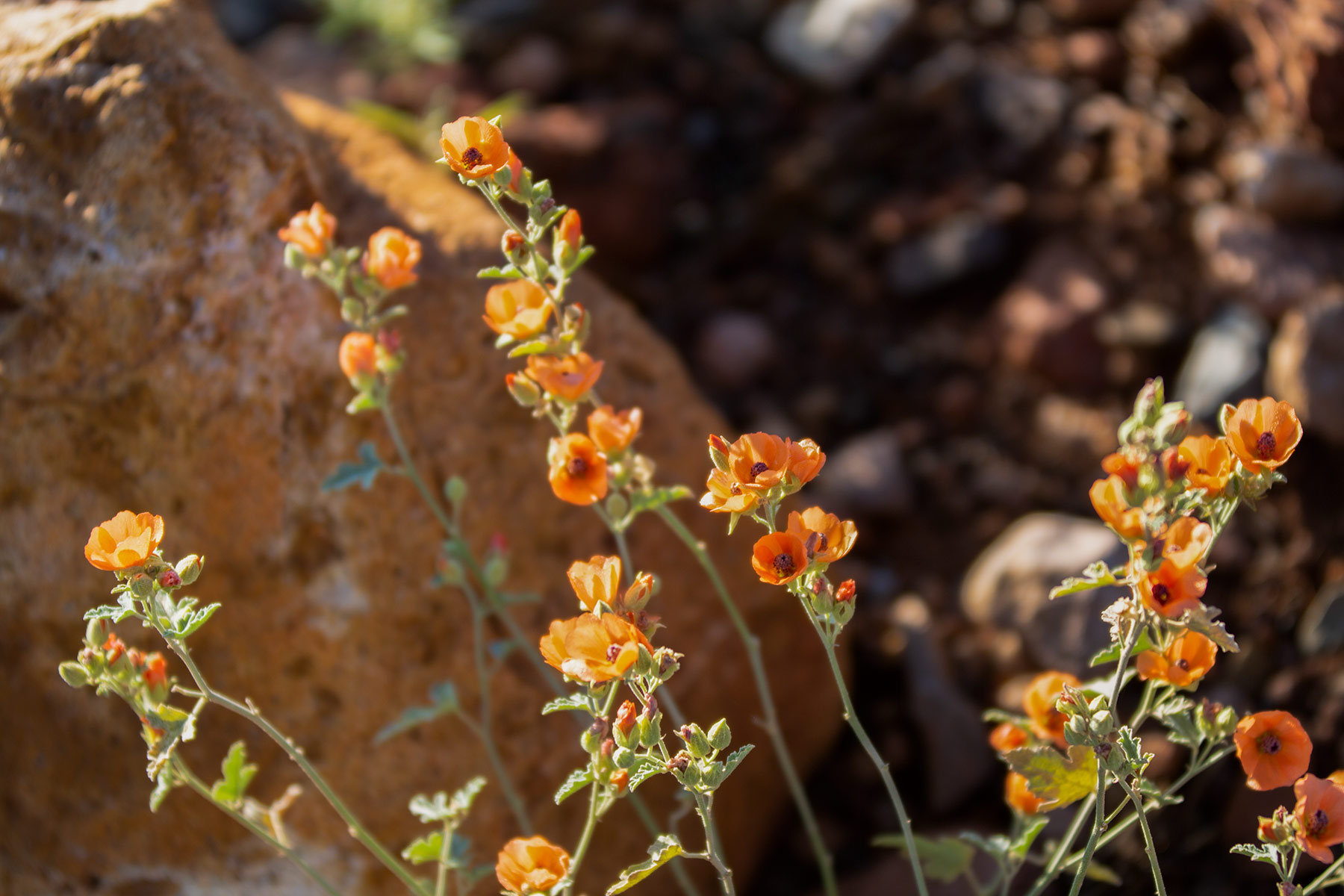 Bar Boot Ranch property picture 36 of 50