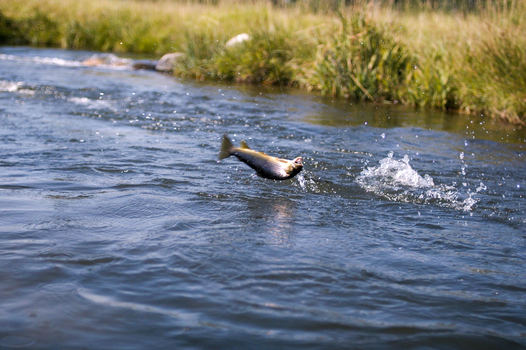 Sanctuary Ranch property picture 58 of 60