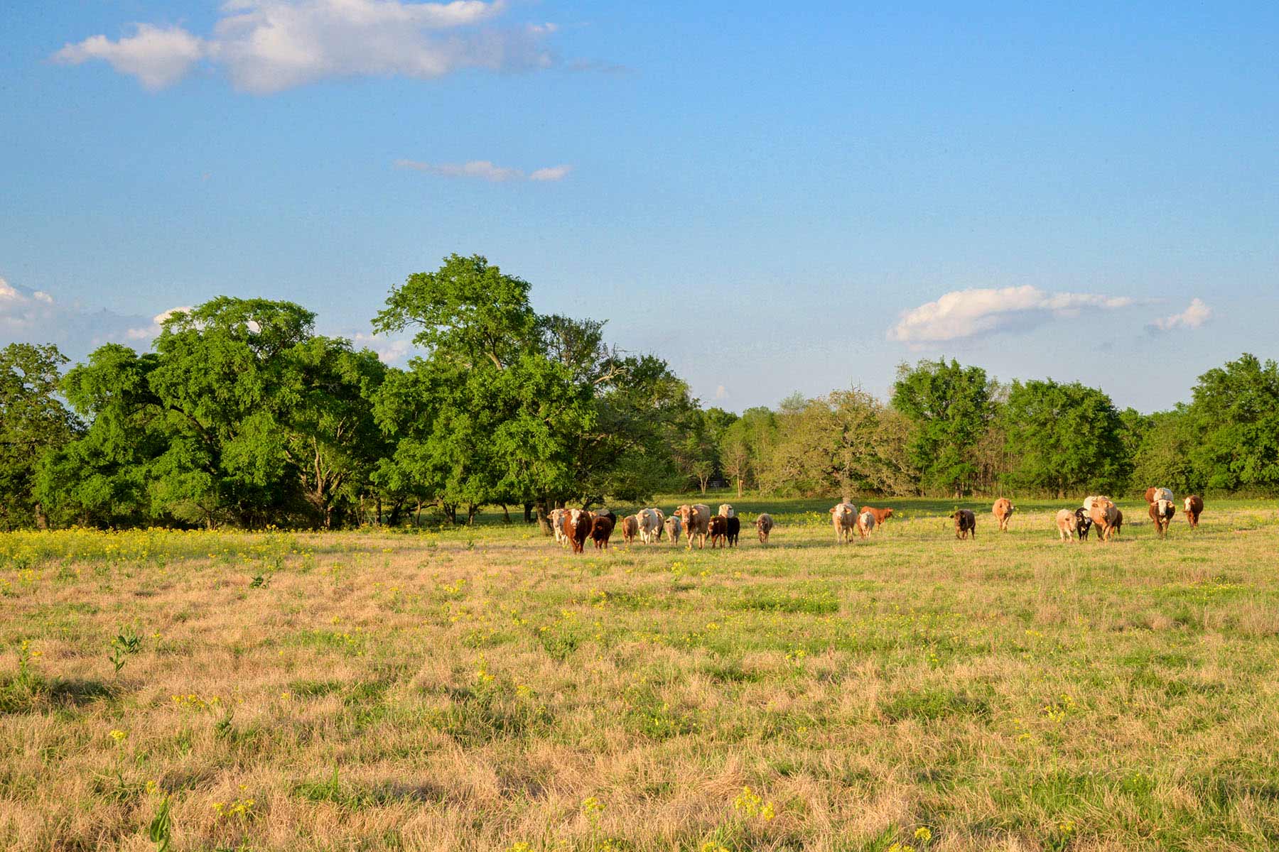 Rainbolt Ranch property picture 24 of 45