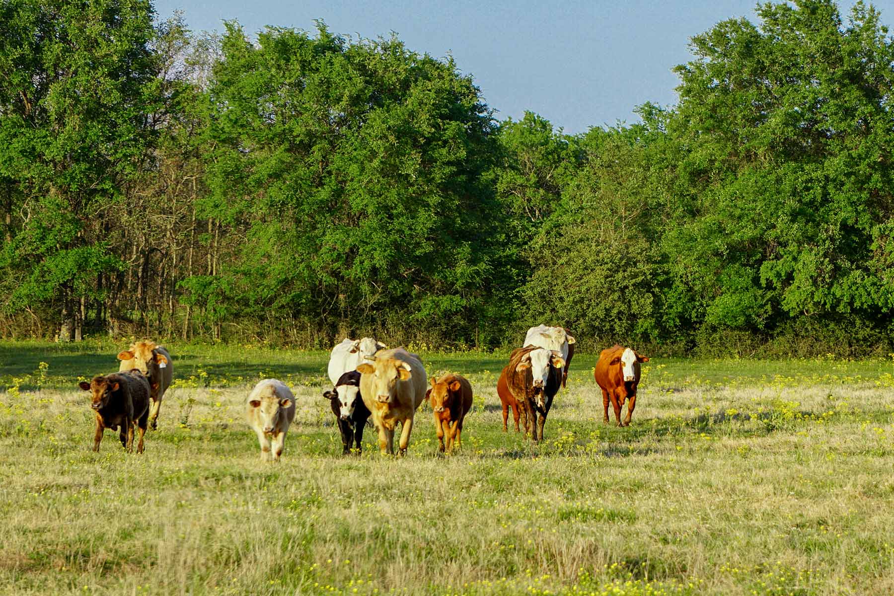 Rainbolt Ranch property picture 4 of 45