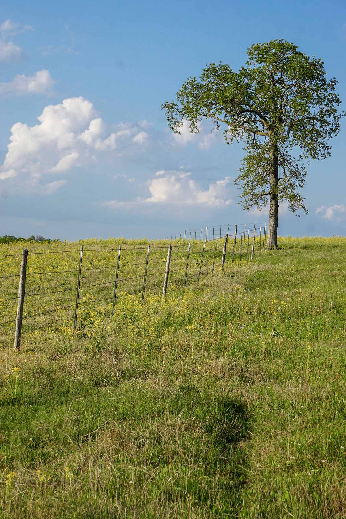 Rainbolt Ranch property picture 21 of 45