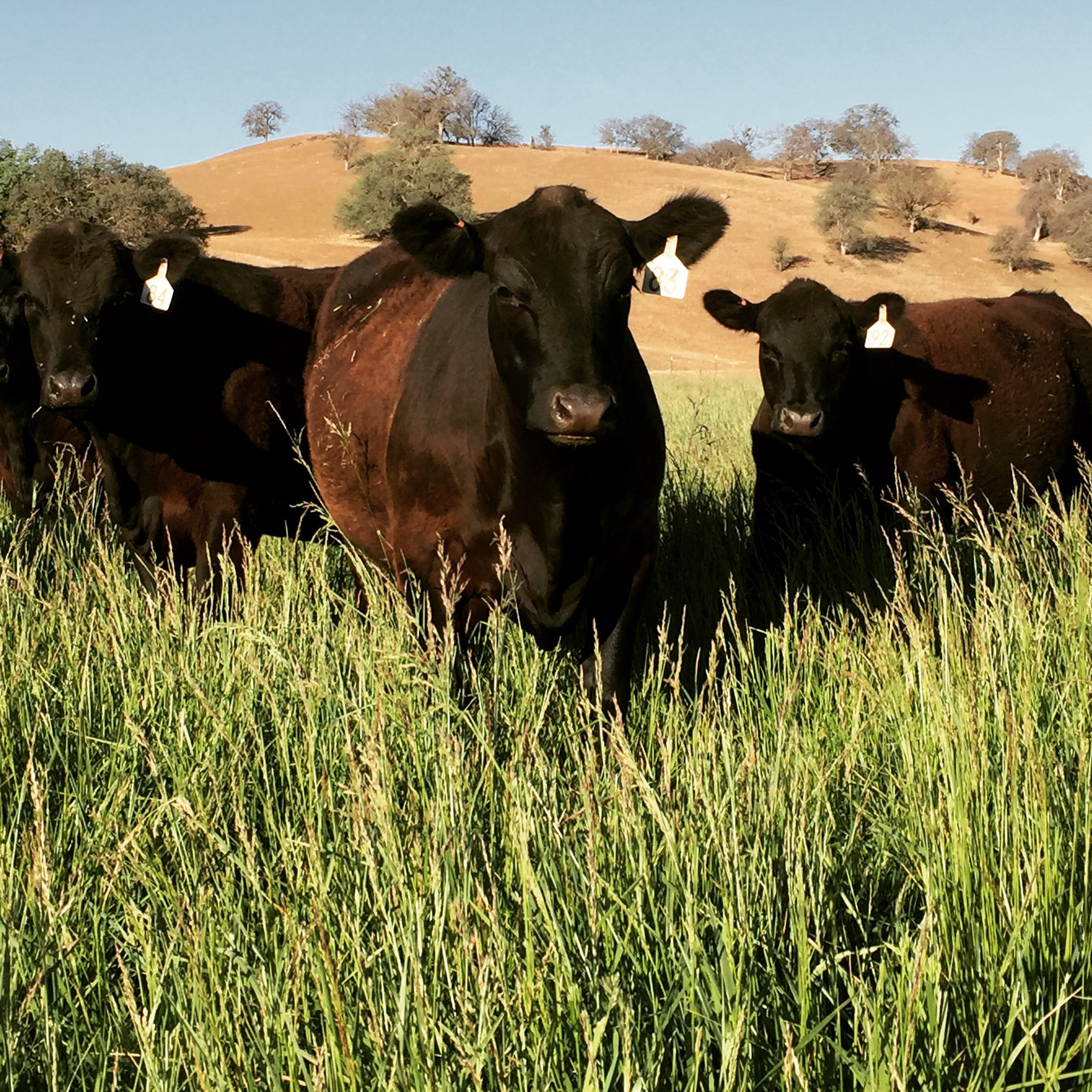 La Panza Ranch property picture 7 of 111