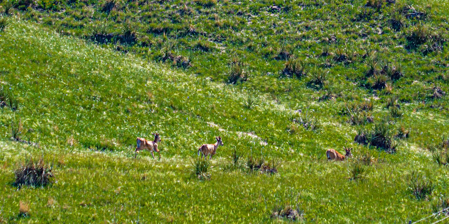 Duck Bar Ranch property picture 112 of 140