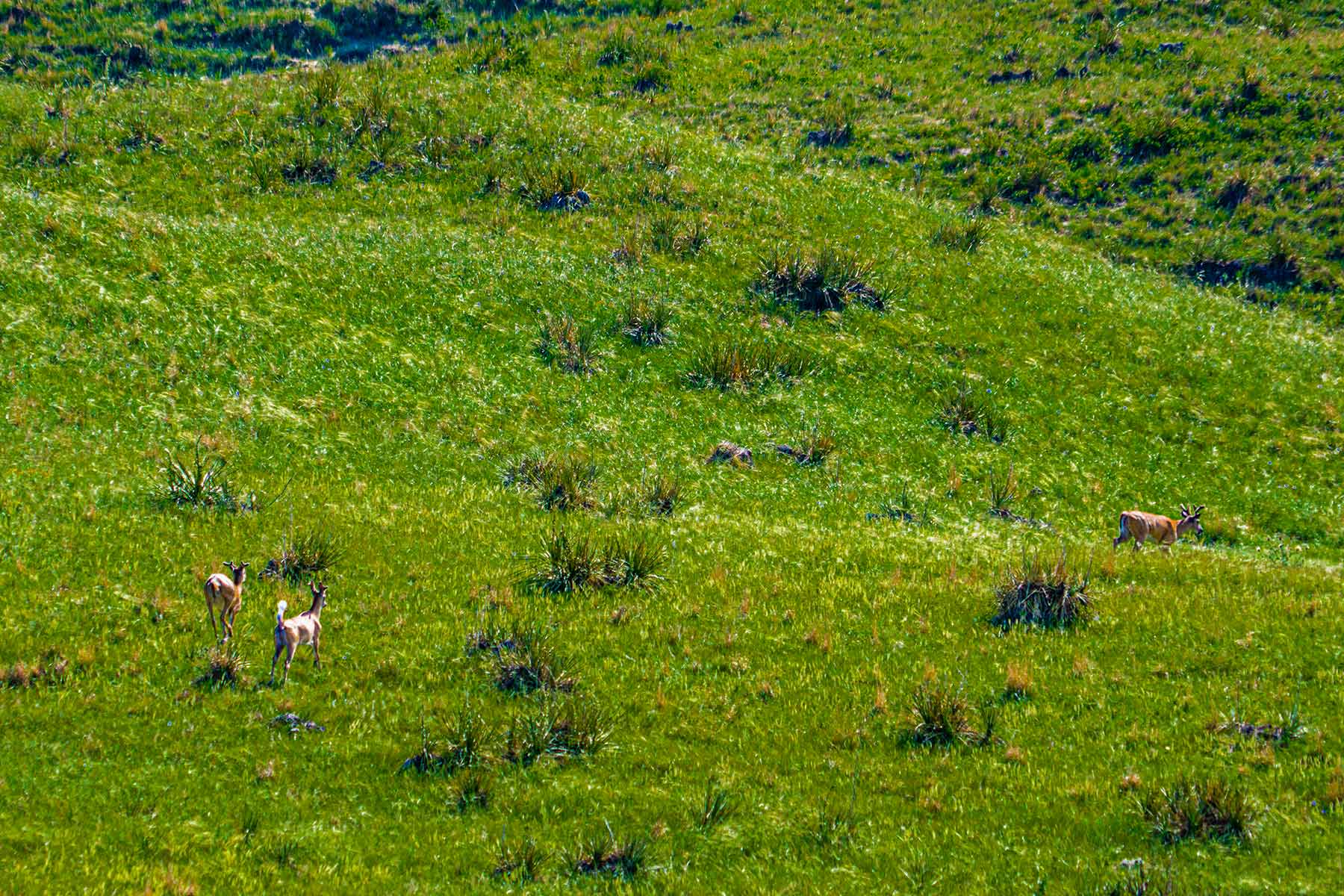 Duck Bar Ranch property picture 103 of 140