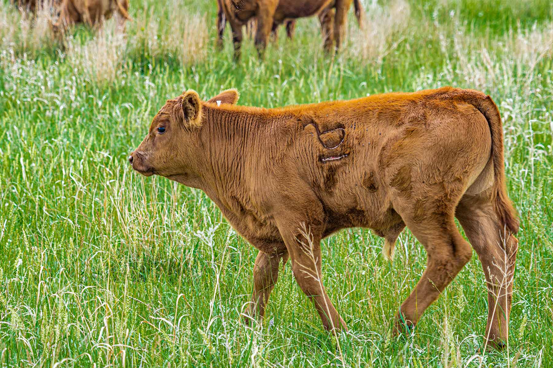Duck Bar Ranch property picture 22 of 140