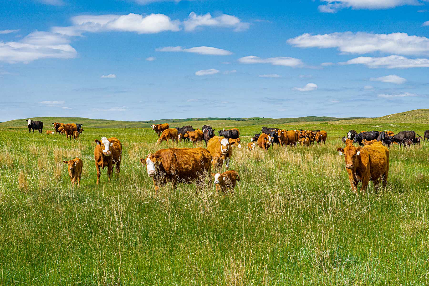 Duck Bar Ranch property picture 17 of 140