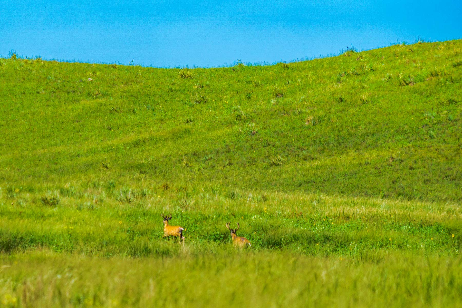 Duck Bar Ranch property picture 126 of 140