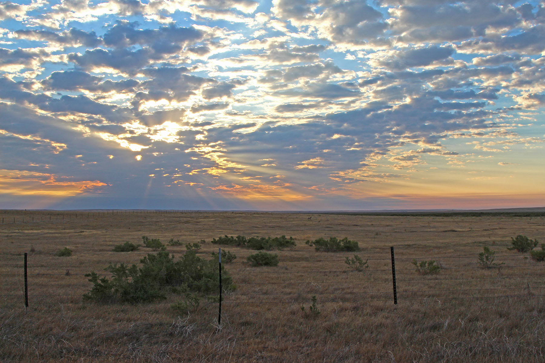 Rapelje Bison Ranch property picture 8 of 24