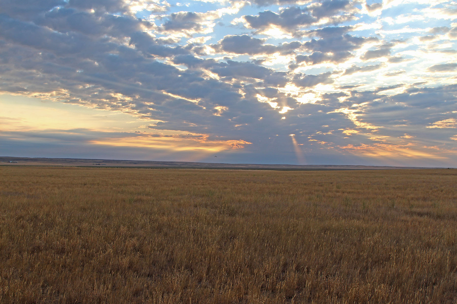 Rapelje Bison Ranch property picture 10 of 24
