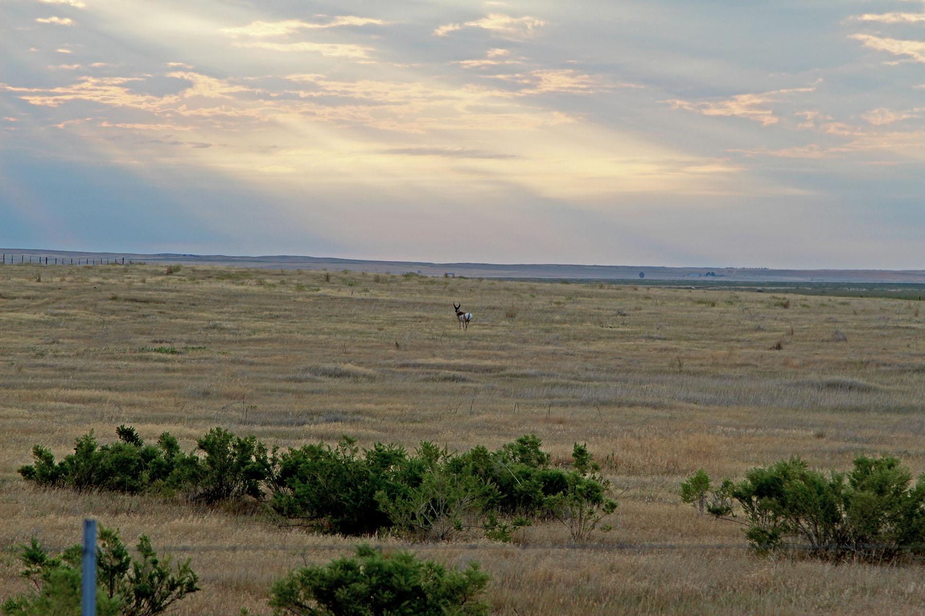 Rapelje Bison Ranch property picture 7 of 24