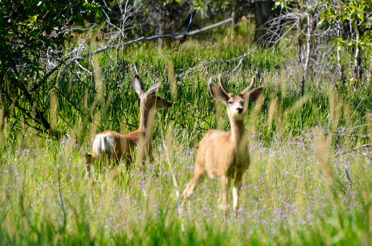 Big Lost River Sanctuary Sold Idaho Hall and Hall