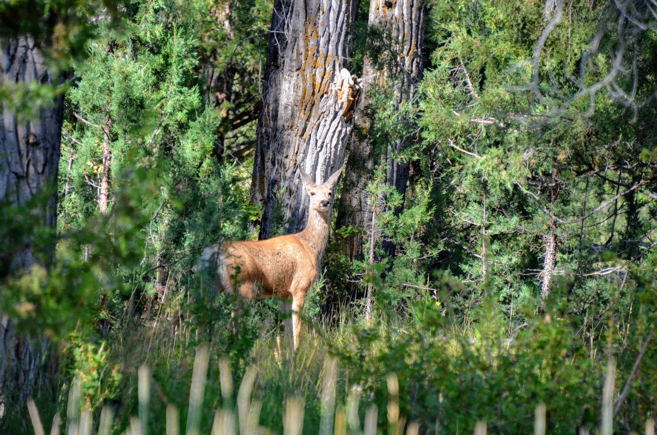 Big Lost River Sanctuary property picture 56 of 60