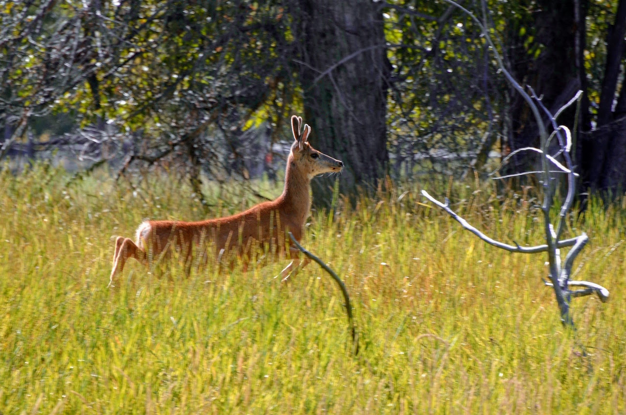 Big Lost River Sanctuary property picture 58 of 60